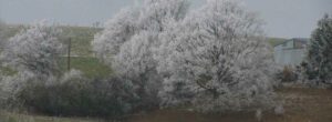 Arbres